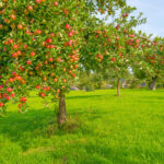 Ontdek de pracht en smaak van Oude Fruitbomen in Friesland!